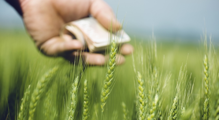 Hånd der holder pengesedler i en kornmark