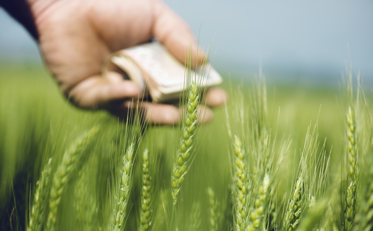 Hånd der holder pengesedler i en kornmark