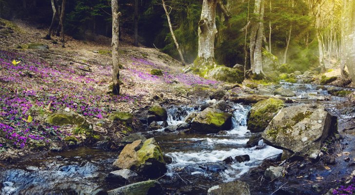 Vandløb i skov
